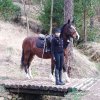 Avelino Sala - Riderless Horse 1.jpg
