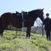 Avelino Sala - Riderless Horse 3.jpg