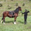 Avelino Sala - Riderless Horse 8.jpg