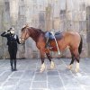 Avelino Sala - Riderless Horse zero.jpg