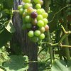 Vigne Basse SANGIOVESE_7ce1d210-583d-45be-bd2b-f80f0e3767dc.jpg