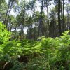 Flora e Fauna bosco_di_pino_con_felci.jpg