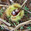 Flora e Fauna castagne.jpg