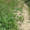 Flora e Fauna vegetazione_pioniera.jpg